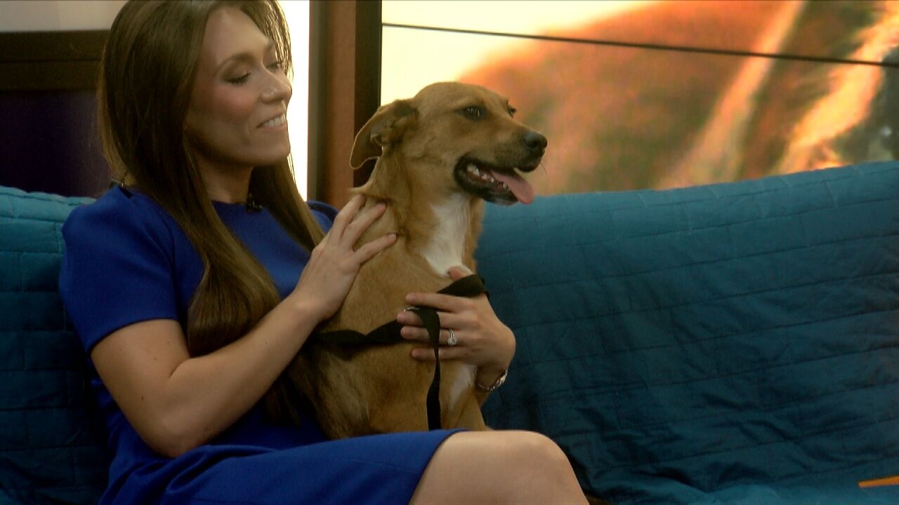 Furever Home Friday: Adopt, Ferrero Rocher ! Lafayette Animal Shelter and Care Center's Pet of the Week